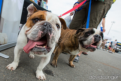 Pet-A-Palooza